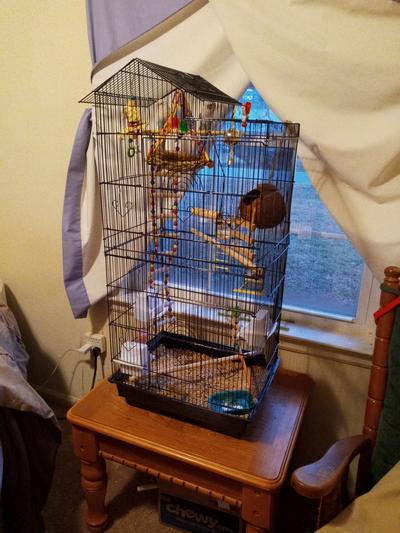 The cage and three parakeets