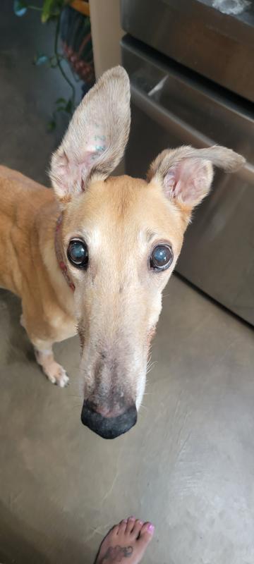 Ears perked for chicken feet