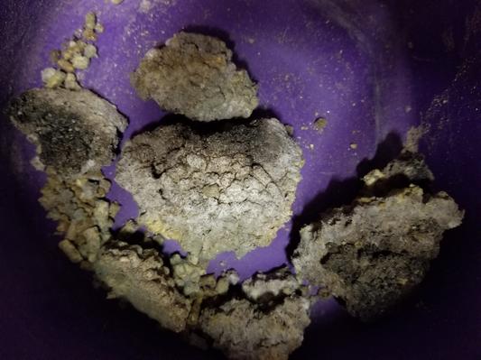 Mold in Horse Feed