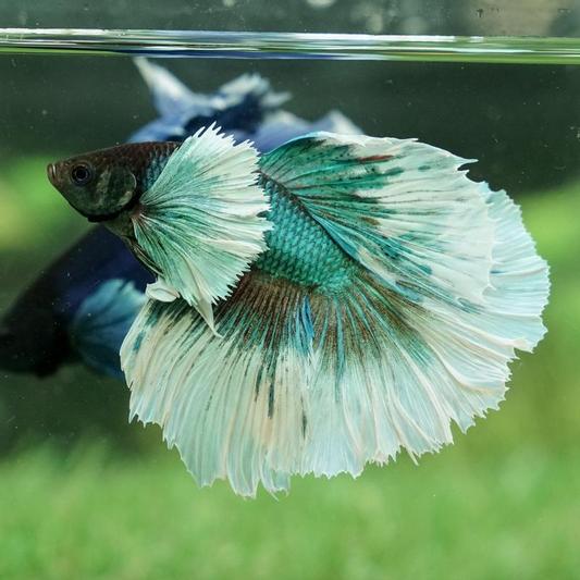 My awesome Betta before the blow up!