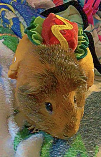 Frisco Hotdog Guinea Pig Costume, One Size