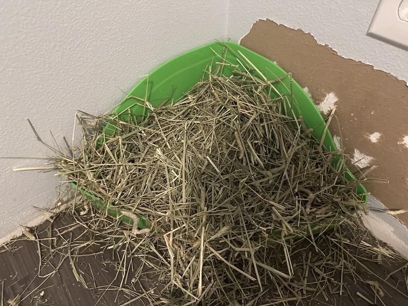 Tall back litter box for bunnies