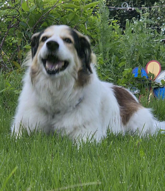 My 10 yr old happy girl worth the best food, and loved by all who meet her.