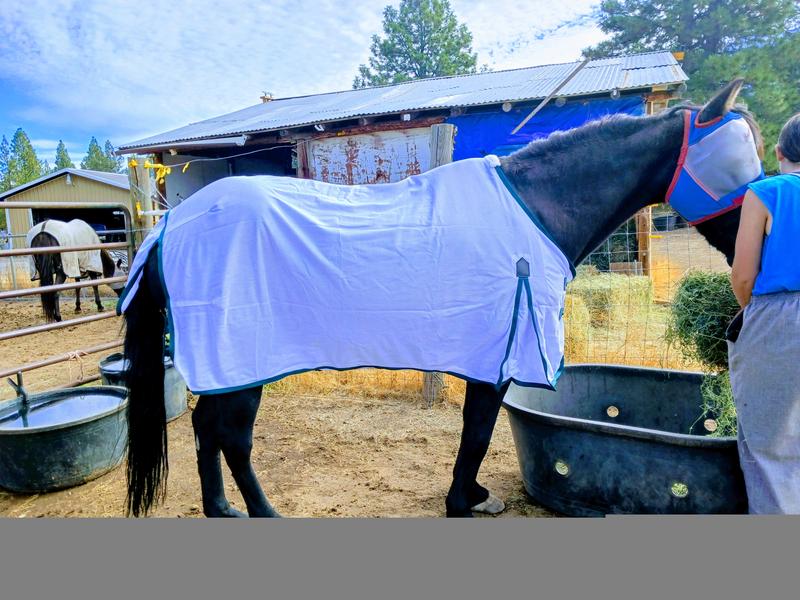 Mateo loves his Tuff Rider fly sheet.