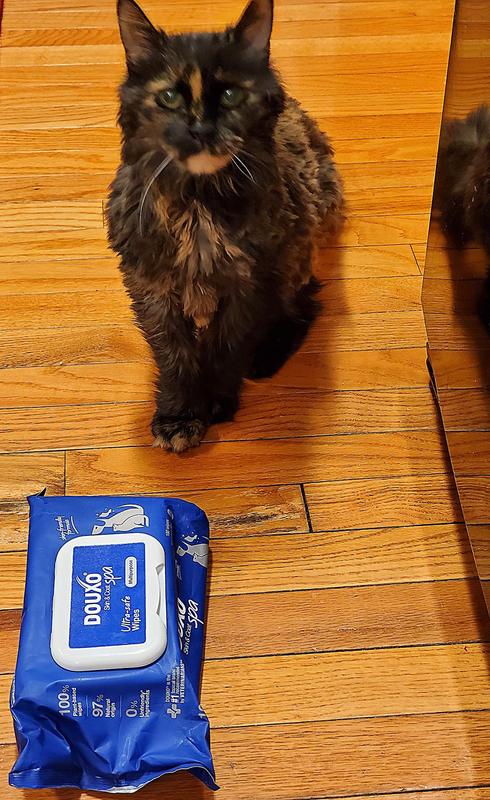 Elderly cat after her "cat bath". Feeling refreshed!