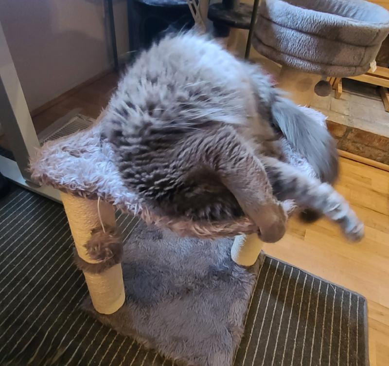 Playing with the ball.