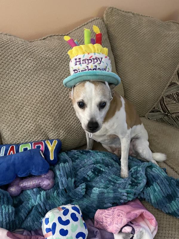 Buddy with his birthday hat