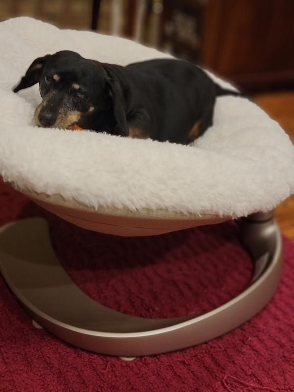 TAVO PETS Shell Swaying Lounger Dog & Cat Bed, Latte - Chewy.com