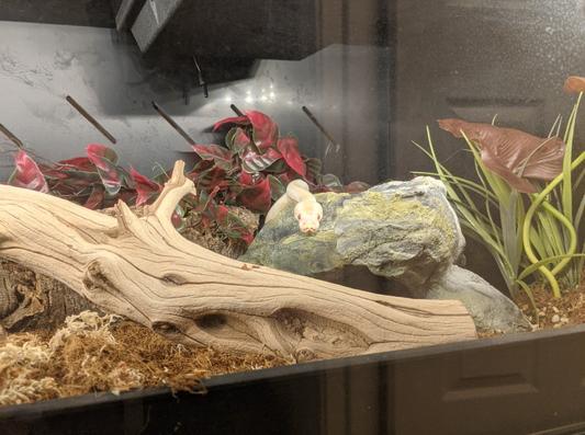 BOAMASTER PVC Reptile Cage reviews - Chewy.com