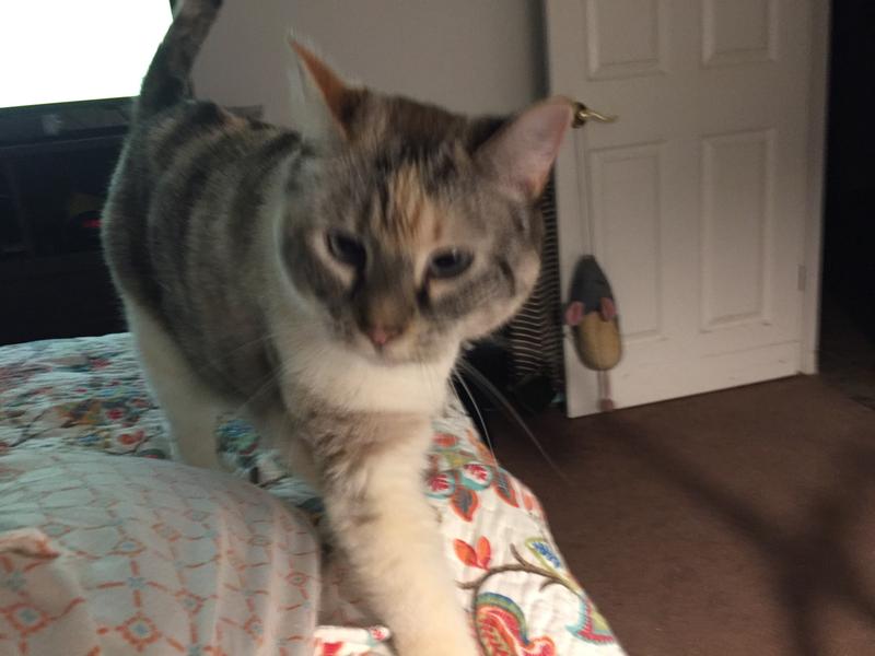 13 years old and healthy as a kitten. Loves wet food