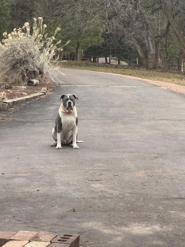 He waits for the delivery guy it’s funny!