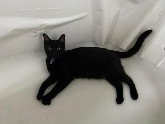 Ahri the bathtub baby!