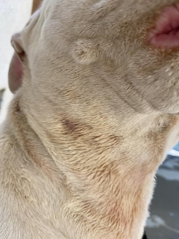 Zodiac flea and tick collar reviews sales