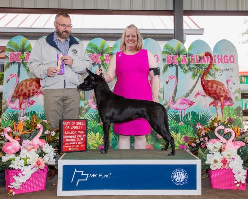 Best of Breed win (coated variety Xolo)