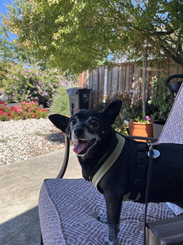 Ernestine loves her new Gooby harness.