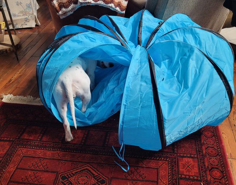 HDP Collapsible Agility Dog Training Tunnel, Blue