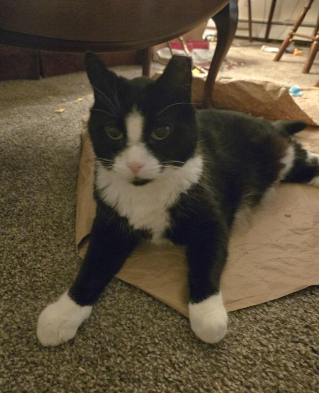 Shadow's not hurting, he's happy again!