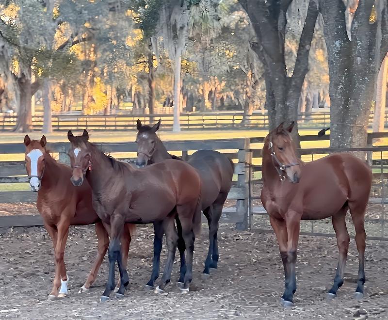 Tough on the feeders