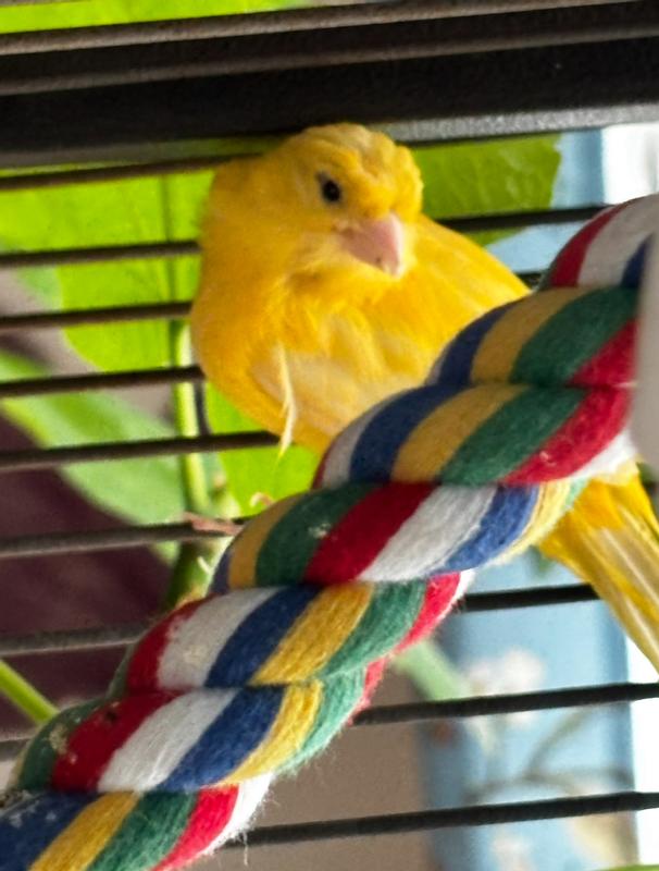 My yellow canary.