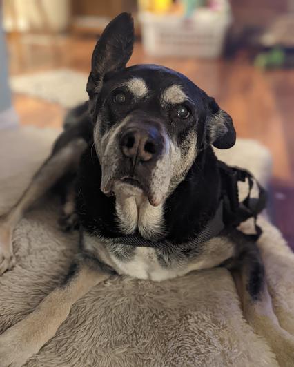 Tyson, my wizened old man