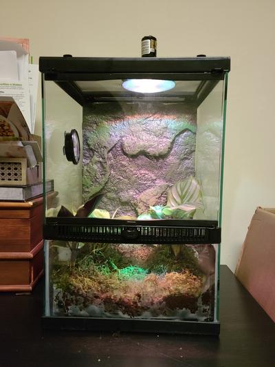 ZILLA Tropical Vertical Starter Kit with Mini Halogen Lighting - Chewy.com