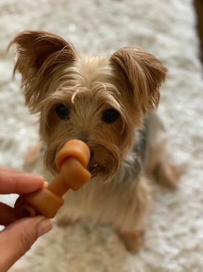 My little doggies loves it