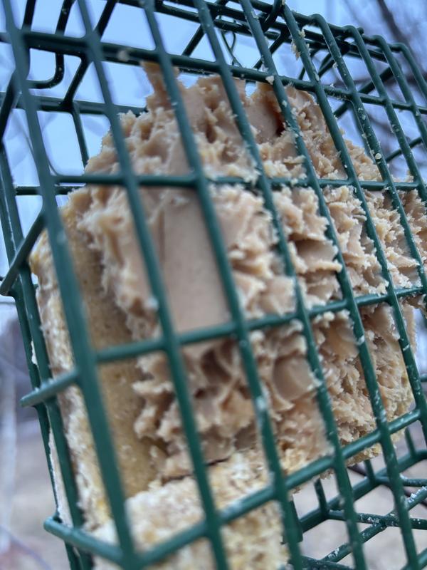 Suet icing on a suet brick in a suet feeder