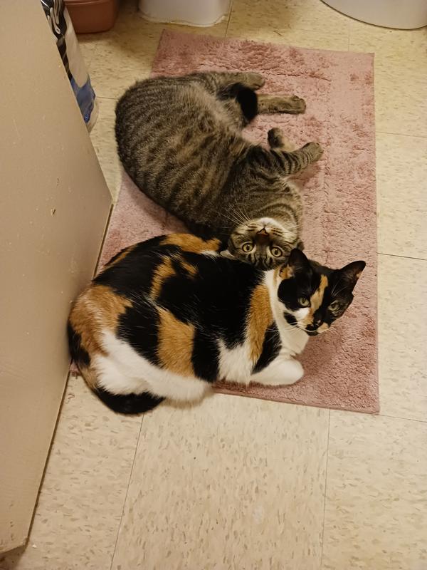 Temptations Cat Treats Temptations Tender Fills Cat Treats