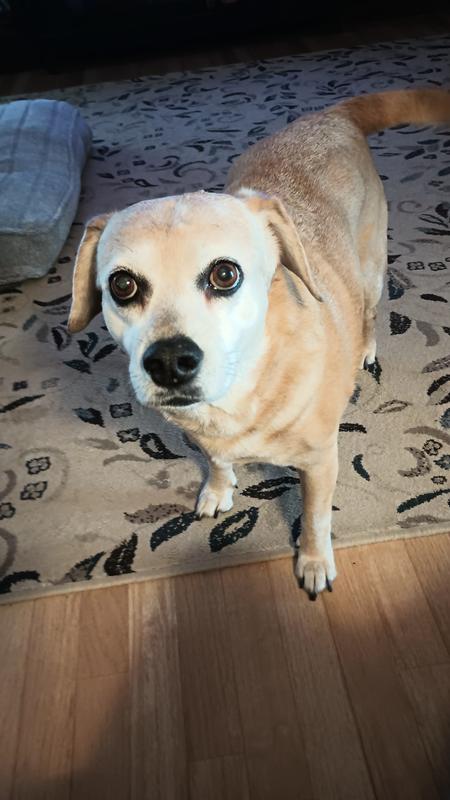 Ariya is hard of hearing.