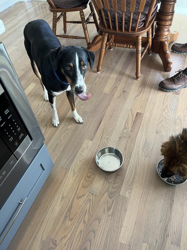 Henry always finishes first. Henry thinks he’s in the military. First done and ready for action.