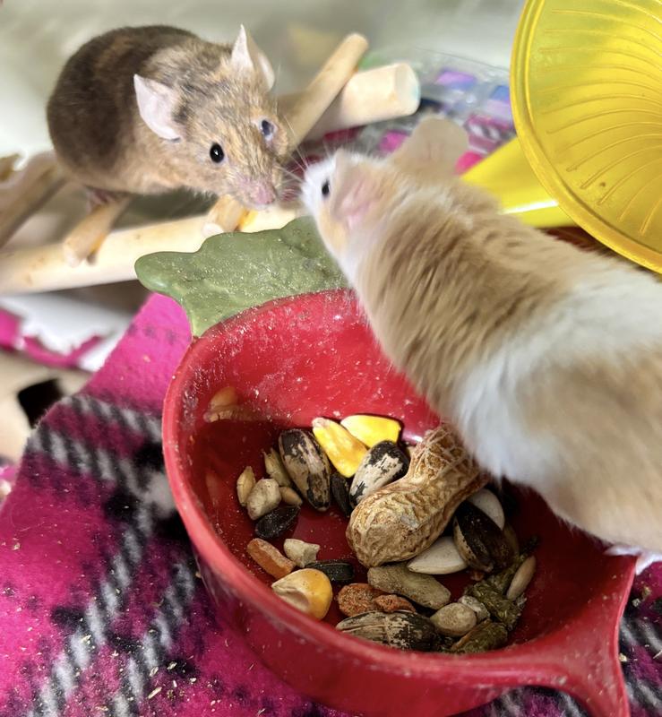 they love it but would get fat fast if it were their diet.