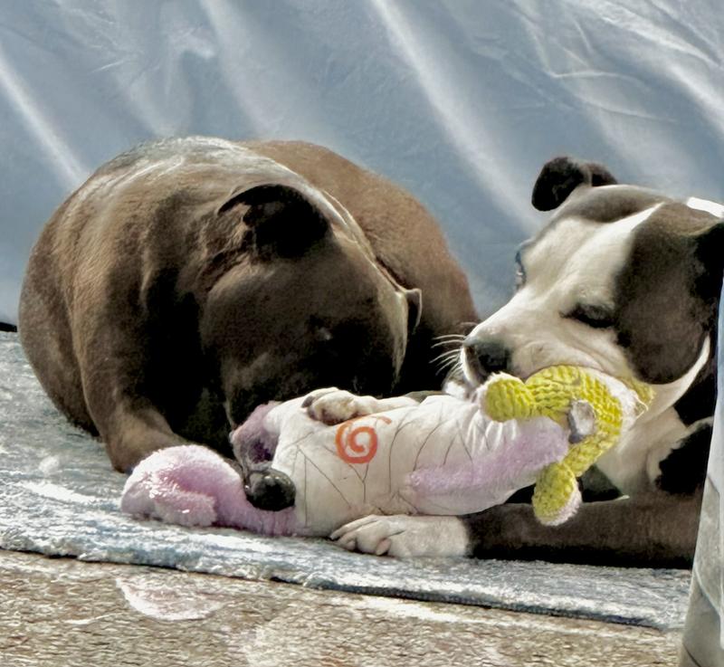 The girls playing together