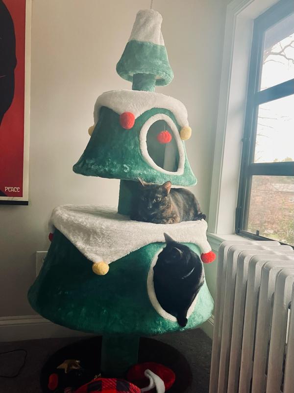 Amber and Vecepia lounging on the cat tree
