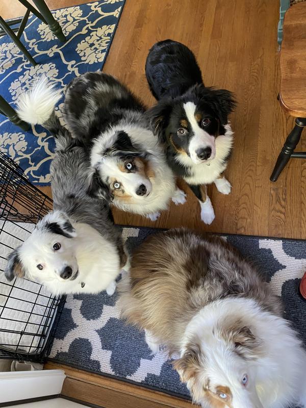 Our Paw Patrol Gang