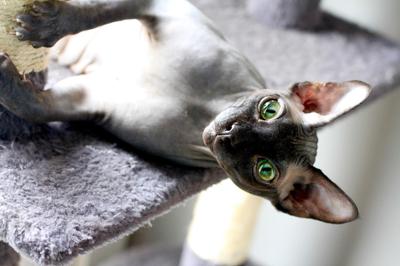 Obie, the bentonite clay eater