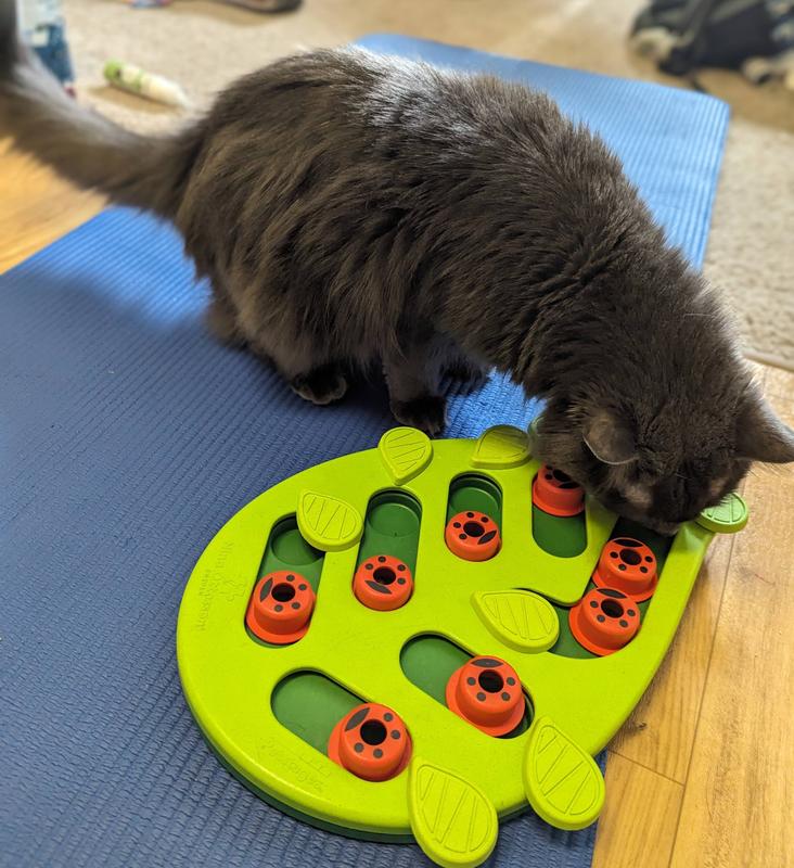Puzzle Toys For Cats – Boston Road Animal Clinic