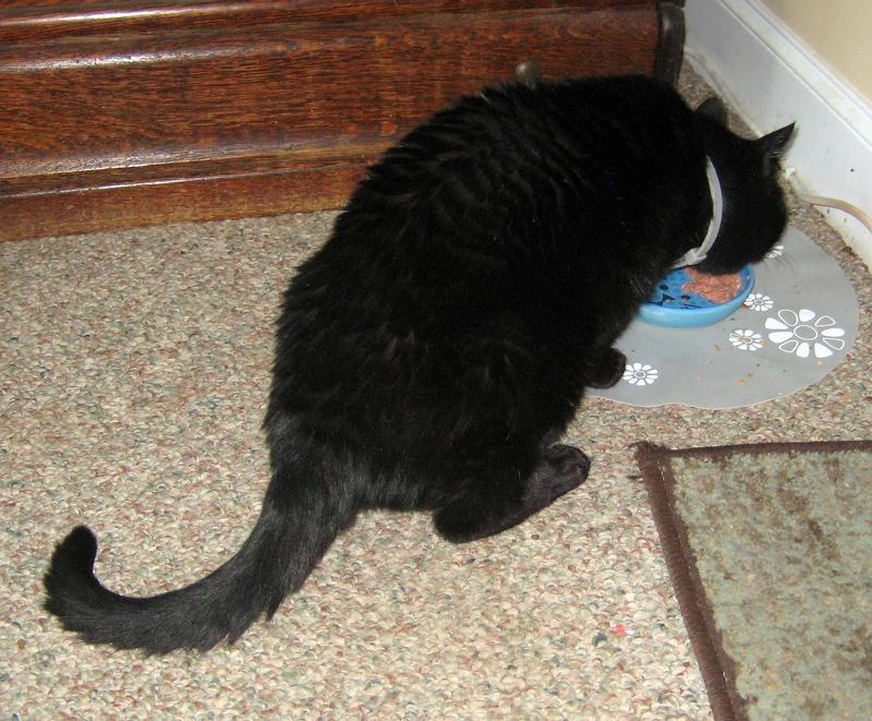 Bruiser and Freddy Mercury tuck into their Iams with delight.