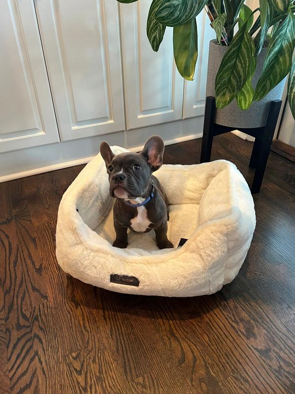 NANDOG Cloud Collection Dog & Cat Bed, Jade Green - Chewy.com