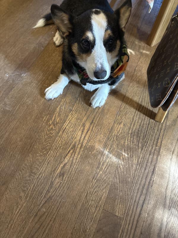 I’m flea and tick free. No worms for me. Yay, Chewy.