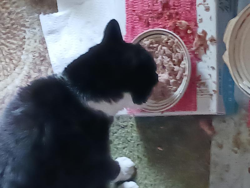 REVEAL Natural GrainFree Tuna with Salmon in Gravy Flavored Wet Cat