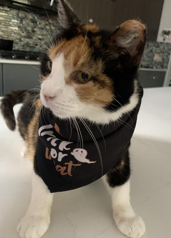 My cat wearing the Frisco Trick or Treat cat bandana.