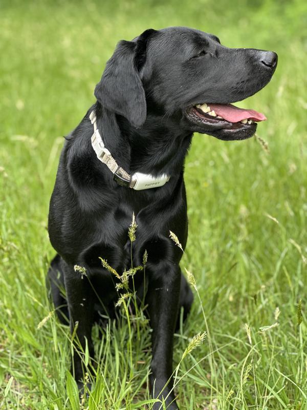 Reliable training collar