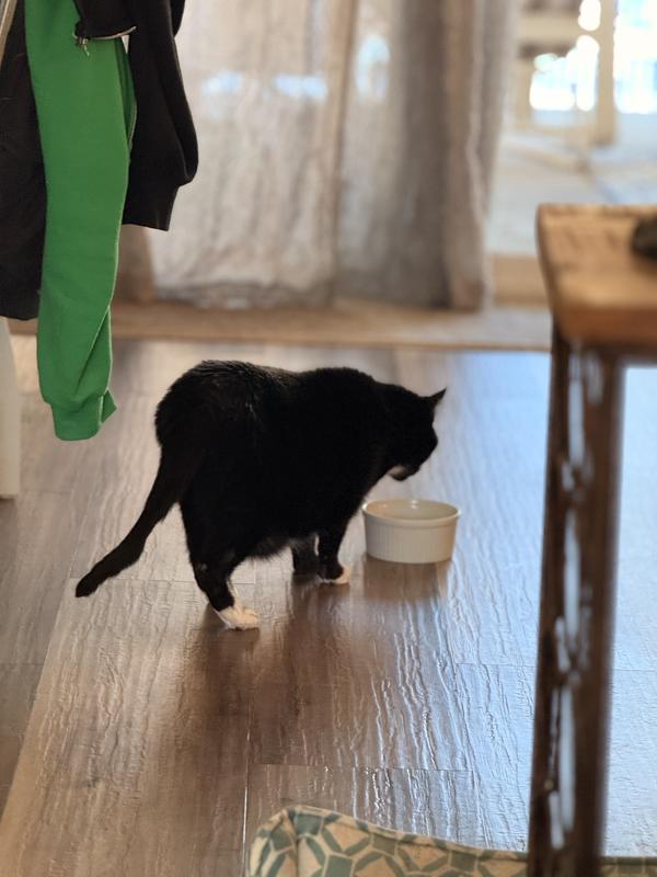 KMR treat for younger and older felines