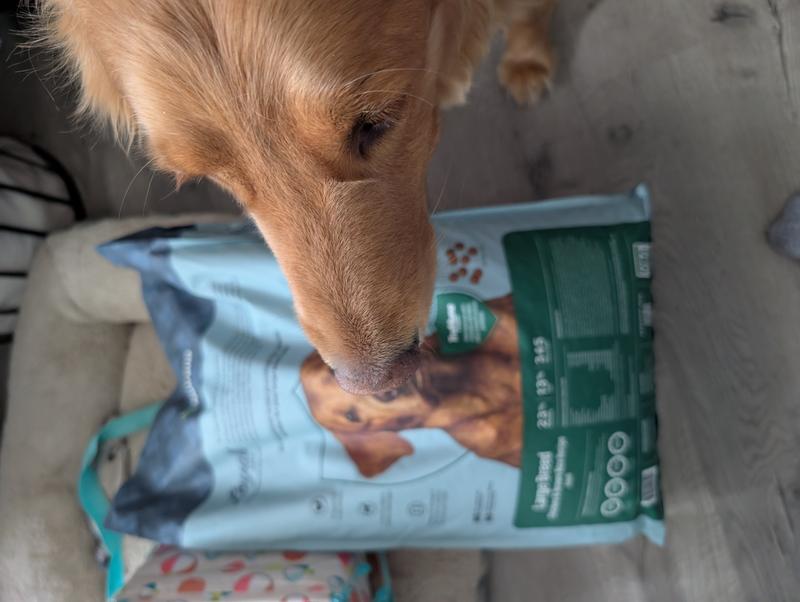 My 95 pound Golden Retriever