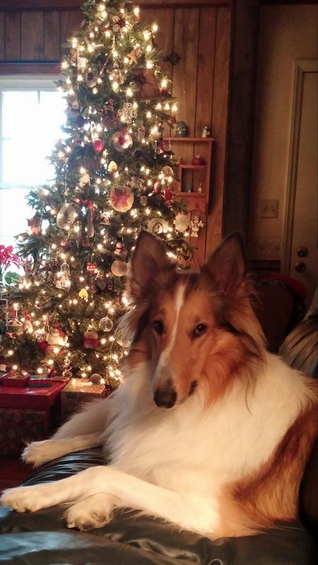 My precious Kenzie...I miss you so very much.