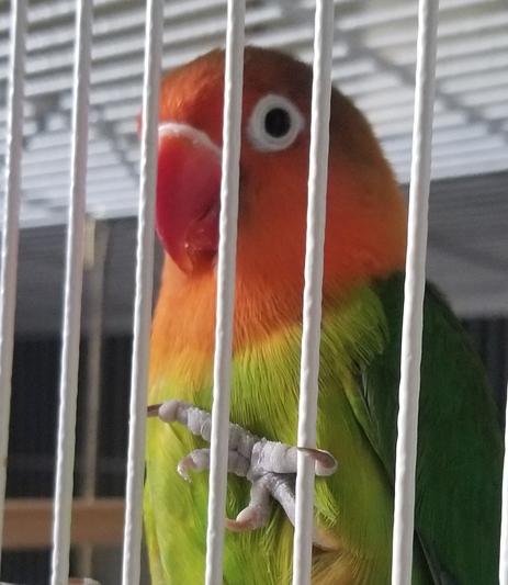 Pasquale aka P-Rex