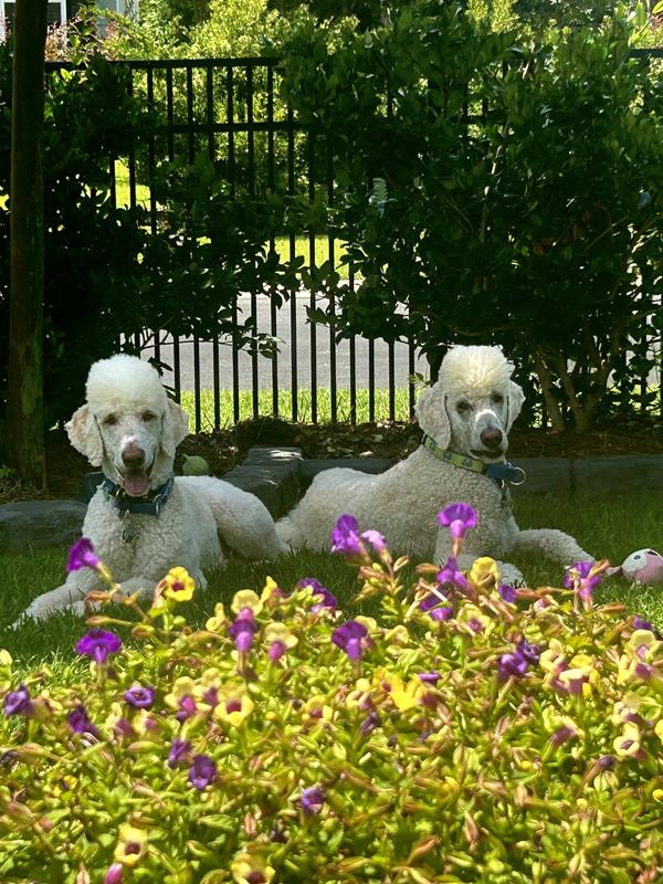 Brothers lounging