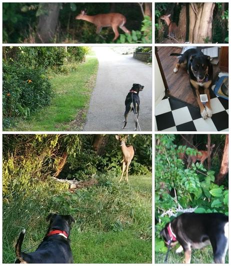 On a walk!
