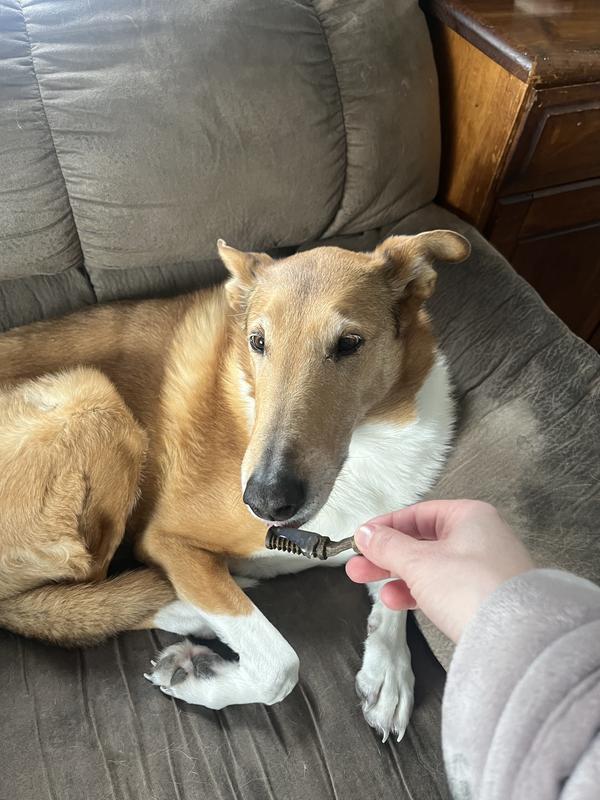 Cali, the collie's first try