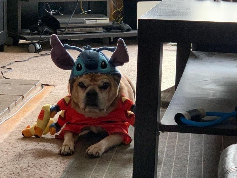 Stitch costume -  France